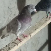 سه جفت کفتر کبوتر پرشی مایه