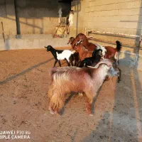 کهره. گوشت|حیوانات مزرعه|برازجان, |دیوار