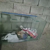 آکواریوم بالوازم
