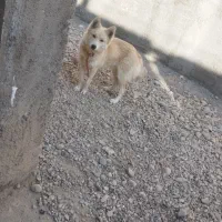 سگ روباهی ماده باهوش|سگ|شاهرود, |دیوار