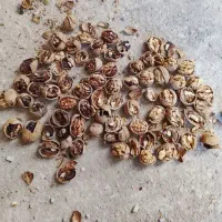 گردو|عمده‌فروشی|آذرشهر, |دیوار