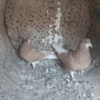 خوشرنگ زرد یال چپ|پرنده|کوه چنار, |دیوار