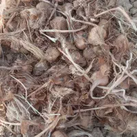 پیاز زعفران درجه یک