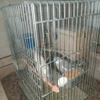 دو عدد عروس هلندی نر و ماده