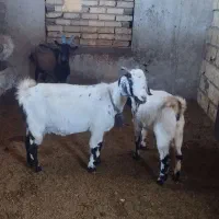 یه راس بز یک راس بزغاله با یه راس آلپاین نر