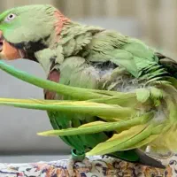 شاه طوطی سخنگو رخ به رخ