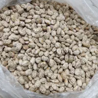 لوبیا چیتی بوجاری شده خوش پخت