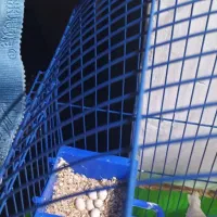 فنچ نر ماده