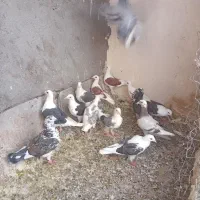 کبوتر جوجه