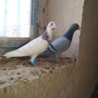 کفتر آلمانی قلدور  نر
