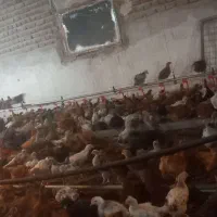 جوجه مرغ گلپایگان 2ماهه