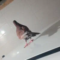 کبوتر سرخ اصیل