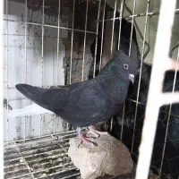 دوتا ماده دم سفید در شادگان