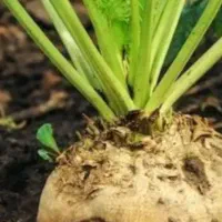 فروش چغندر قند 2تن تا صد تن