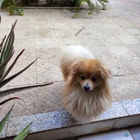 گمشده|حیوانات|اصفهان, کوی ولی عصر|دیوار