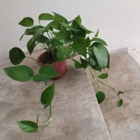 گل پتوس سبز و دیفن باخیا(ارسال به نقاط کازرون)