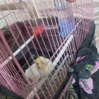 نره سفید مست   اهل جفت همراه با قفس فروشی