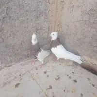 طوقی|پرنده|ورزنه, |دیوار