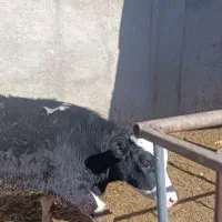 گــوســالــه.|حیوانات مزرعه|الوند, |دیوار