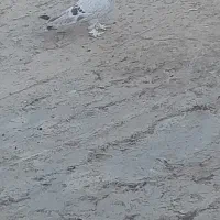 کبوتر ترکیه ای|پرنده|چادگان, |دیوار