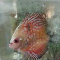 ماهی آکواریوم شیرین دیسکس