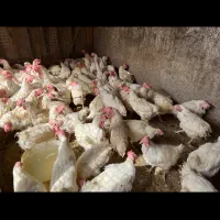 مرغ و خروس زنده قربانی طرشت|حیوانات مزرعه|تهران, طرشت|دیوار
