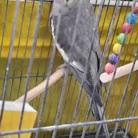 خرید وفروش پرنده|پرنده|کاشمر, |دیوار