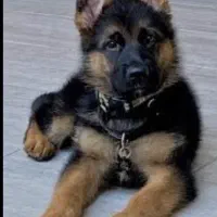 سگ ژرمن شیپرد|سگ|تهران, اختیاریه|دیوار