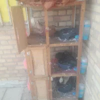 کبوتر رنگی|پرنده|سوسنگرد, |دیوار