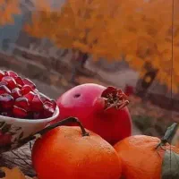 اجاره گاوداری نیمه صنعتی