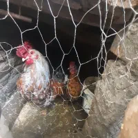 یه جفت مرغ و خروس