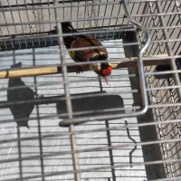 سهره 4 گل خط جفتی قناری