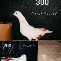 کبوتر پاکستانی چتری دم سفید سرور طوقی حراج آبشورک|پرنده|بندرعباس, |دیوار