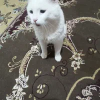 گربه گم شده