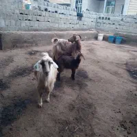 ۲راس بز و۱راس بره ماده|حیوانات مزرعه|اردبیل, |دیوار