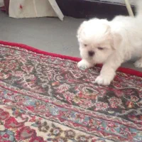 ۲عدد مولد شیتزو|سگ|دماوند, دماوند|دیوار