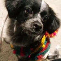 یک قلاده سک خانگی