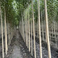 سرمایه‌گذاری سبز و پرسود با نـهـال صـنـوبـر