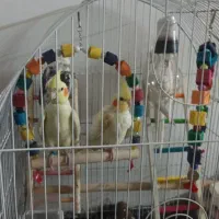 عروس هلندی لوتینو نر|پرنده|اسلامشهر, شهرک مهدیه|دیوار