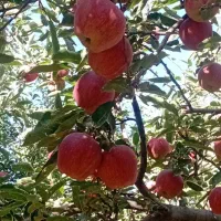 سیب قرمز درجه یک و دو درسردخانه|خوردنی و آشامیدنی|تبریز, |دیوار