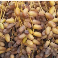 قصب تمیز کیلو 220 پاک شده شیرین