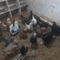 تخم مرغ گلین نطفه‌دار از مرغ‌های اصلی نژادهای اصلی|حیوانات مزرعه|قم, نوبهار|دیوار