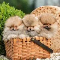 انوا.ع نژاد سگ‌ های خانگی