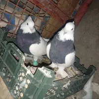 کبوتر طوقی