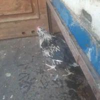 ۳عدد‌خروس‌گلین‌یک‌عدد‌مرغ‌سلطان‌یک‌مرغ‌فری‌‌لری‌یه|حیوانات مزرعه|اصفهان, حصه شمالی|دیوار