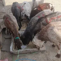 معاوضه ای گوسفندوبز باهرچیزی که هم قیمتشون باشه|حیوانات مزرعه|رامشیر, |دیوار