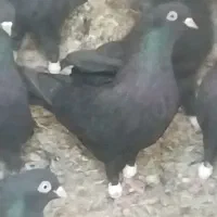 کفتر دو عدد زاغ ماده