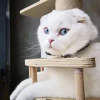 گربه اسکاتیش های زیبا رنگ سفید