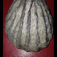 فسیل