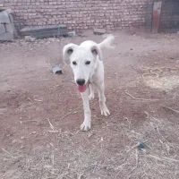 سگ فروش فوری